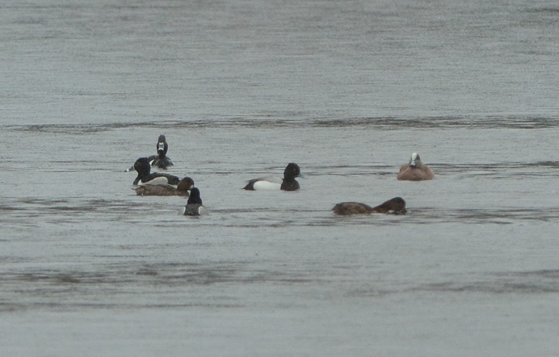 Lesser Scaup - Woody Gillies