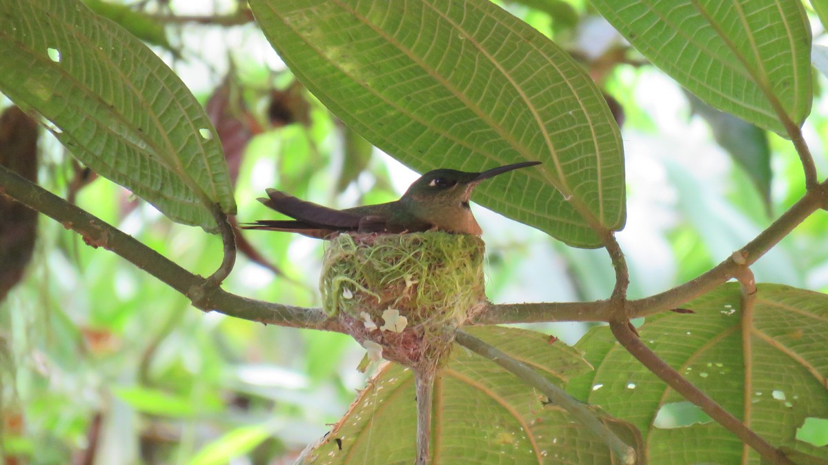 kolibřík hnědobřichý - ML558779791