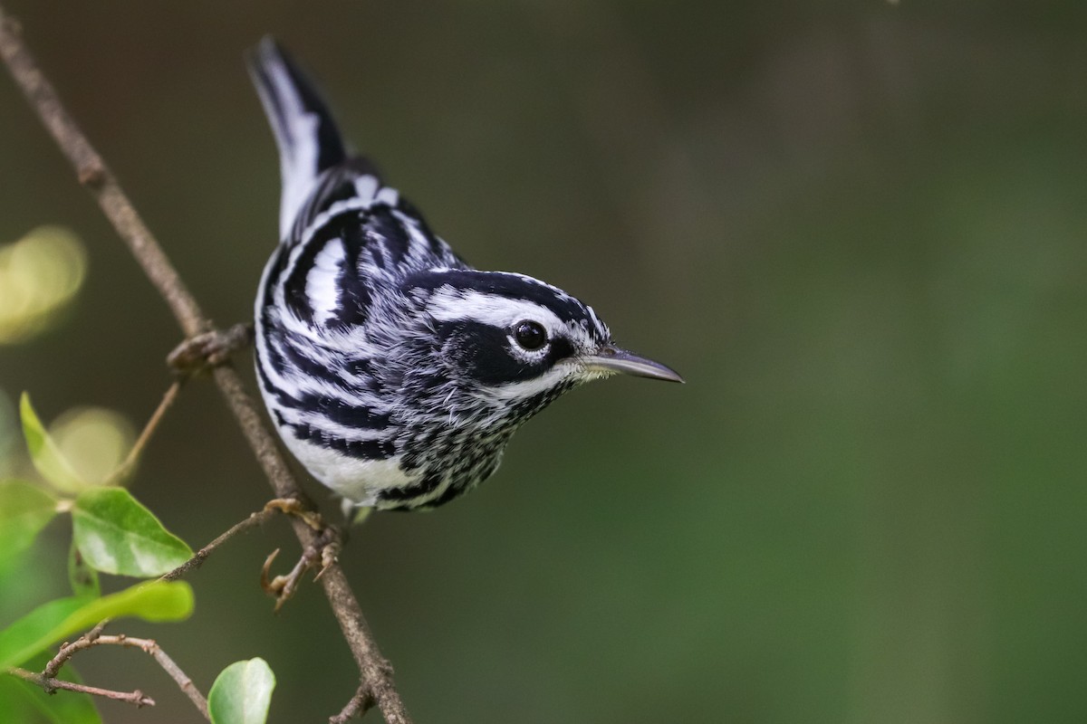 Black-and-white Warbler - ML558782611