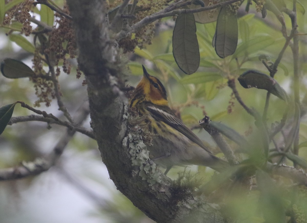 Cape May Warbler - ML558786181