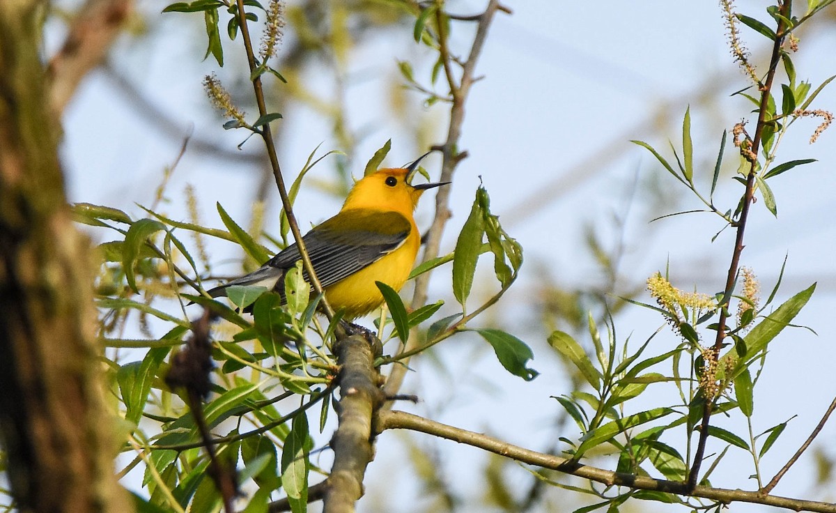Prothonotary Warbler - Dale Reynolds