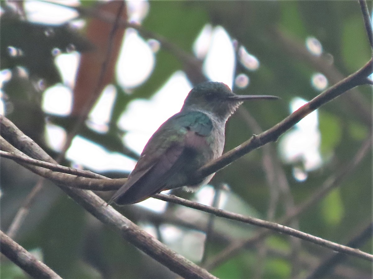 Blue-chested Hummingbird - ML558787531