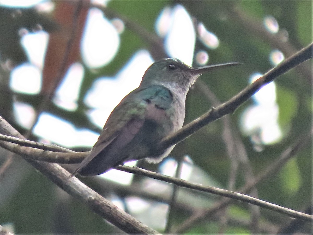 Blue-chested Hummingbird - ML558787571