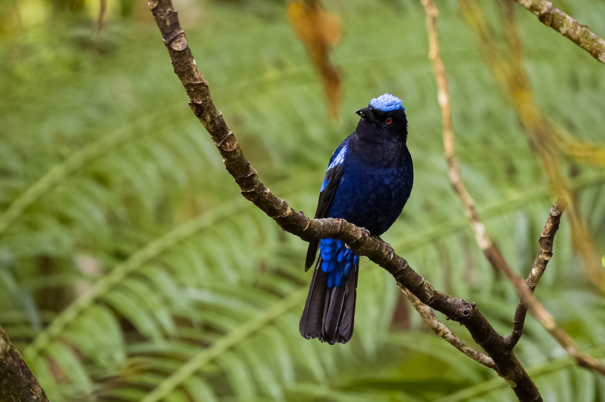 Philippine Fairy-bluebird (cyanogastra) - Forest Botial-Jarvis