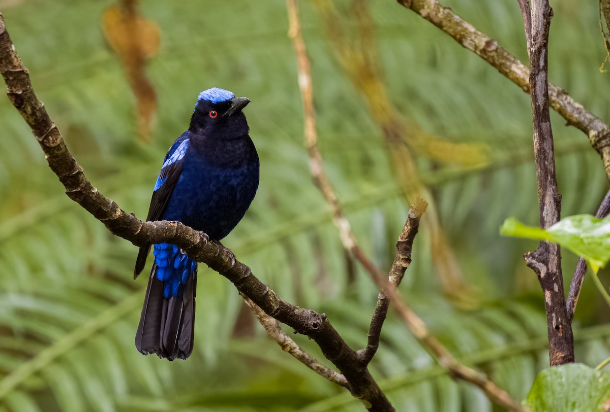 Philippine Fairy-bluebird (cyanogastra) - Forest Botial-Jarvis