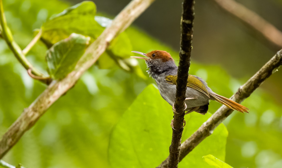 Gray-backed Tailorbird - Forest Botial-Jarvis