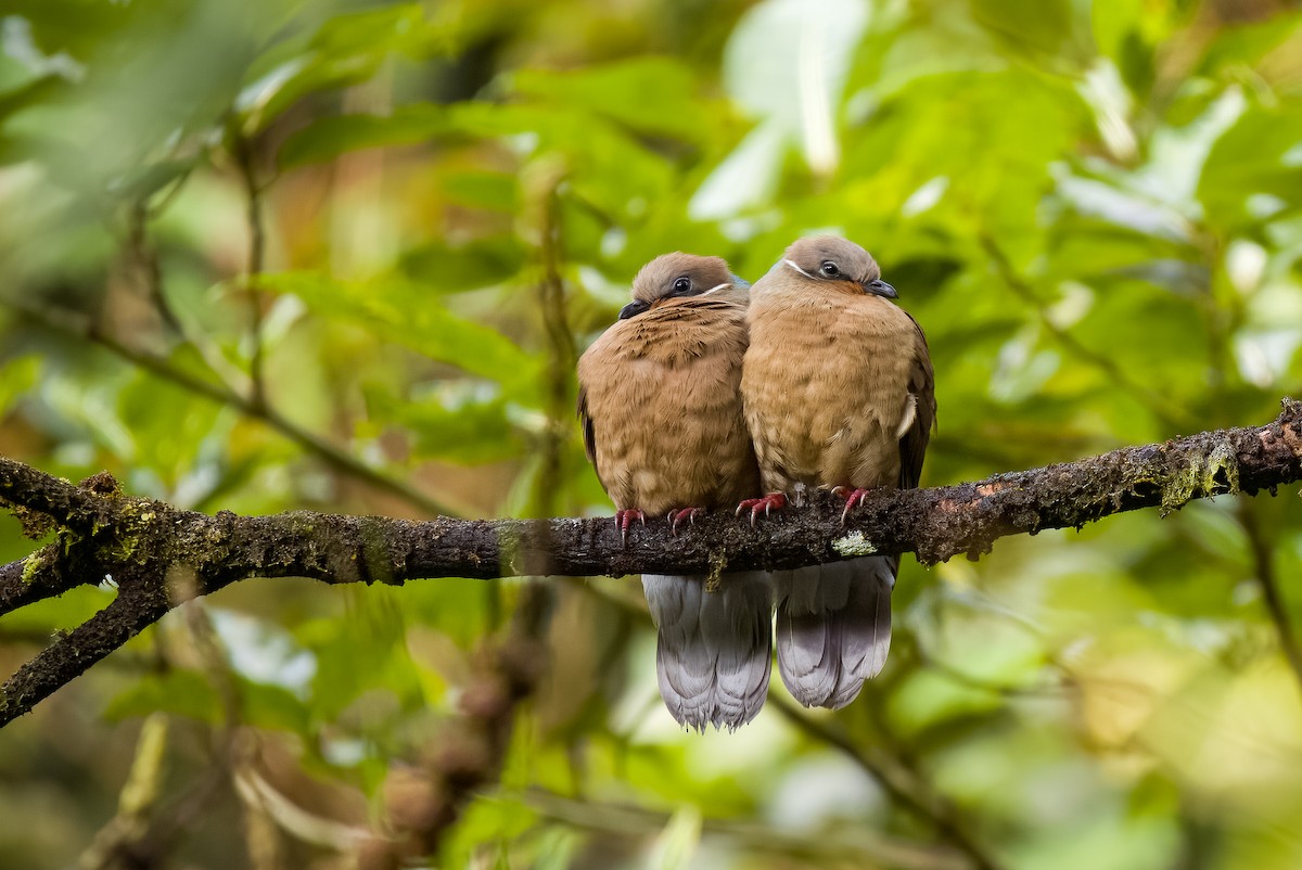White-eared Brown-Dove (White-eared) - Forest Botial-Jarvis
