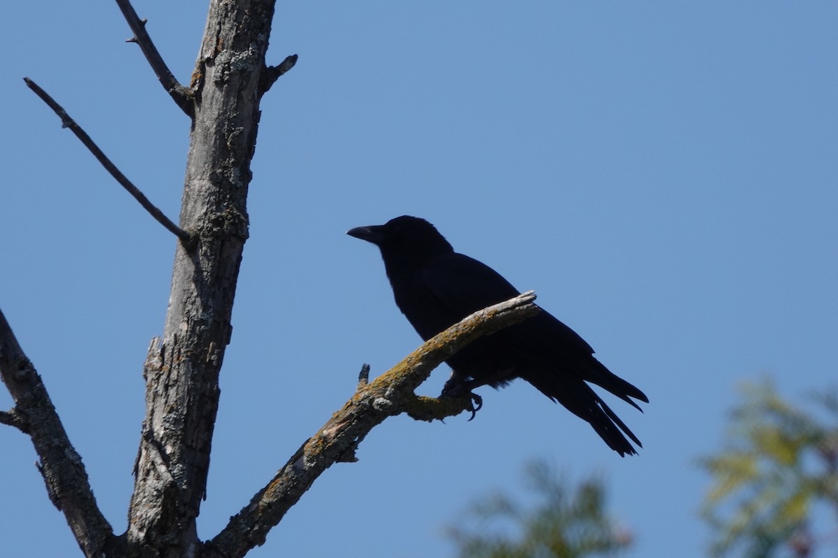 Common Raven - ML558795961