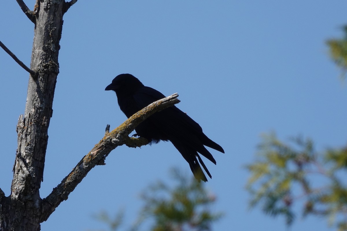 Common Raven - ML558795971