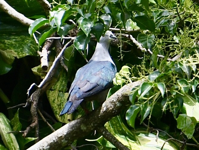 eBird Checklist - 16 Apr 2023 - Tutuila Island, Fagatogo AS-American ...