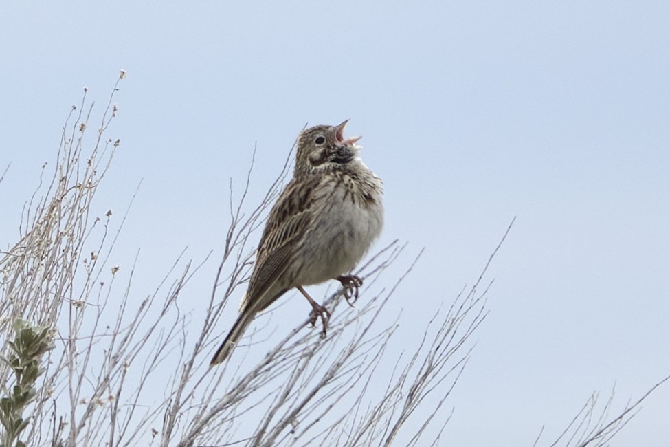 Vesper Sparrow - Anonymous