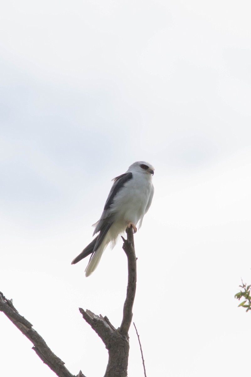 White-tailed Kite - ML558808951