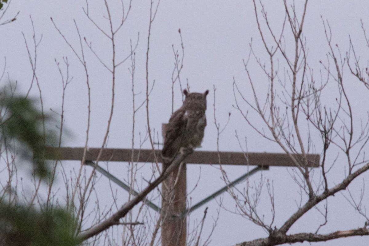 Great Horned Owl - ML558809101
