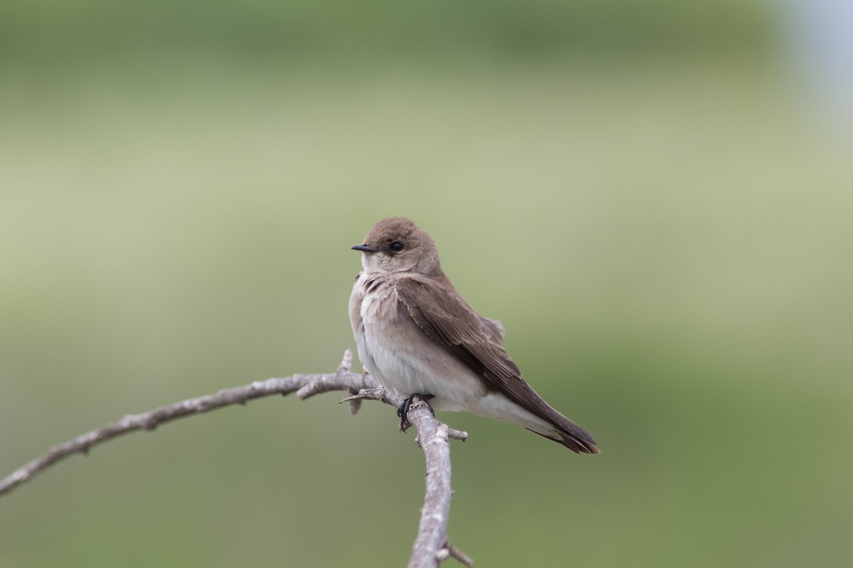 Northern Rough-winged Swallow - ML558809371