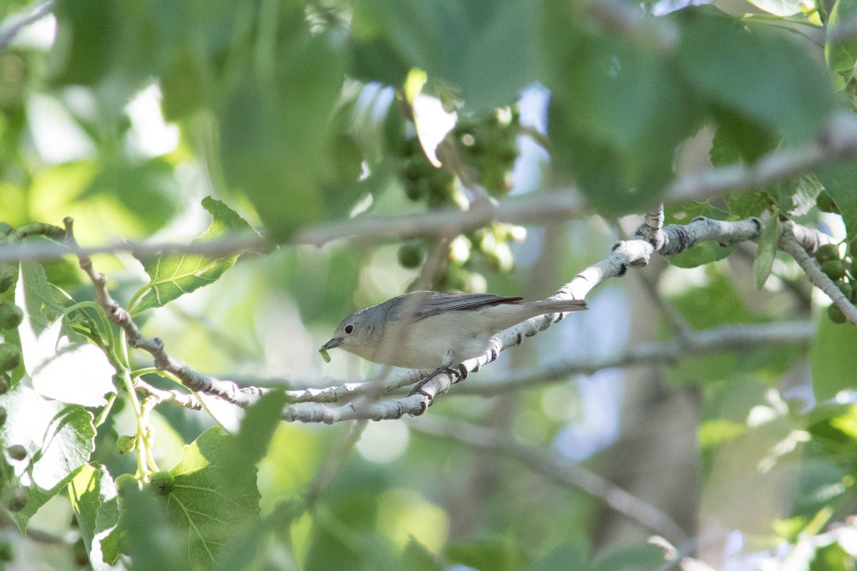 Lucy's Warbler - ML558810451