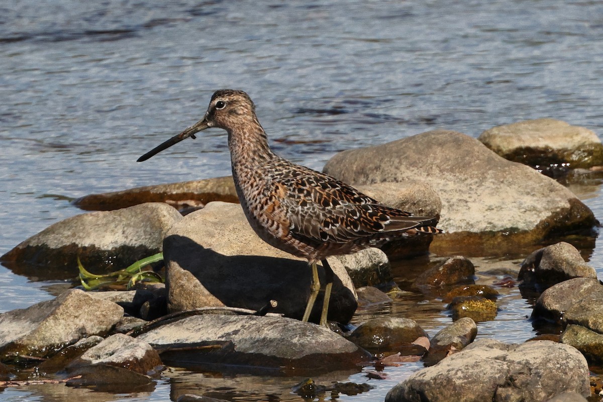 Long-billed Dowitcher - ML558815551
