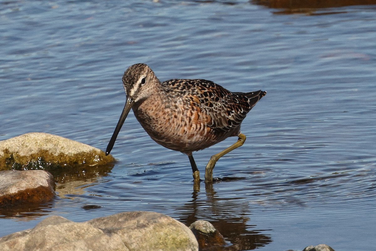 Long-billed Dowitcher - ML558815731