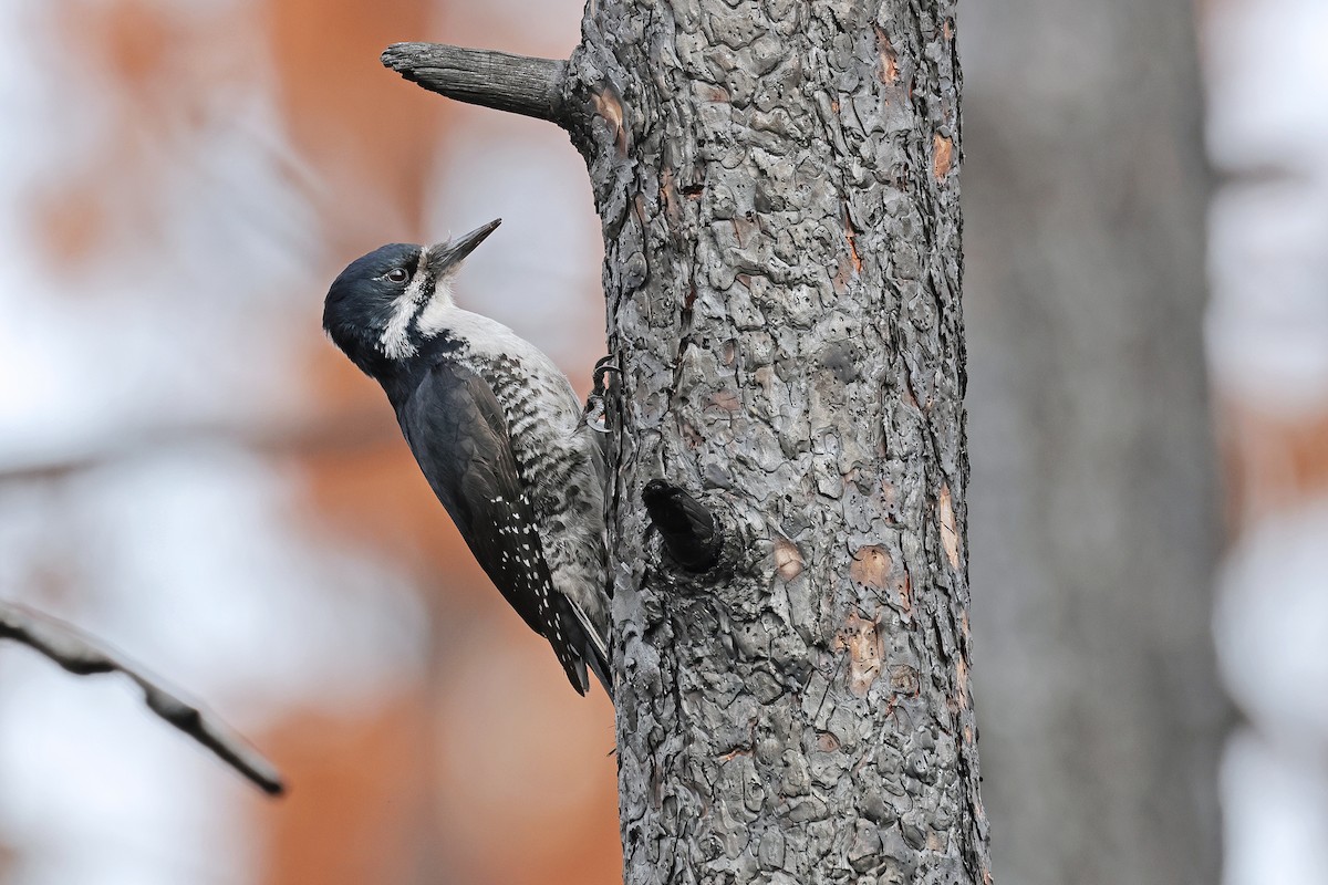 Black-backed Woodpecker - Nathan Wall