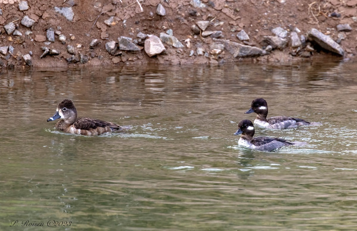 Bufflehead - ML558820251