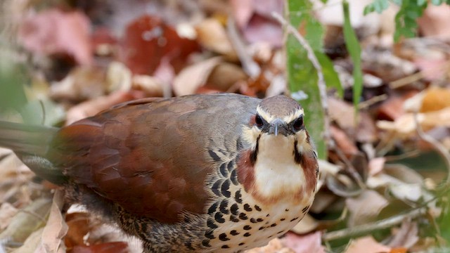  - White-breasted Mesite