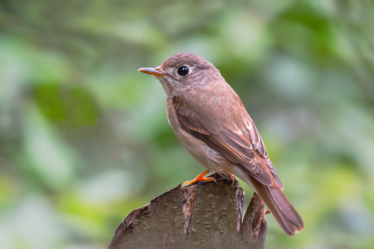 Brown-breasted Flycatcher - ML558834551