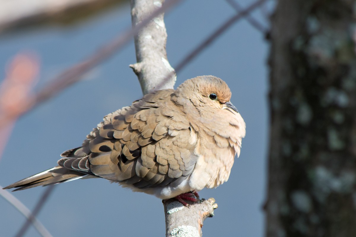Mourning Dove - Rich Kelley