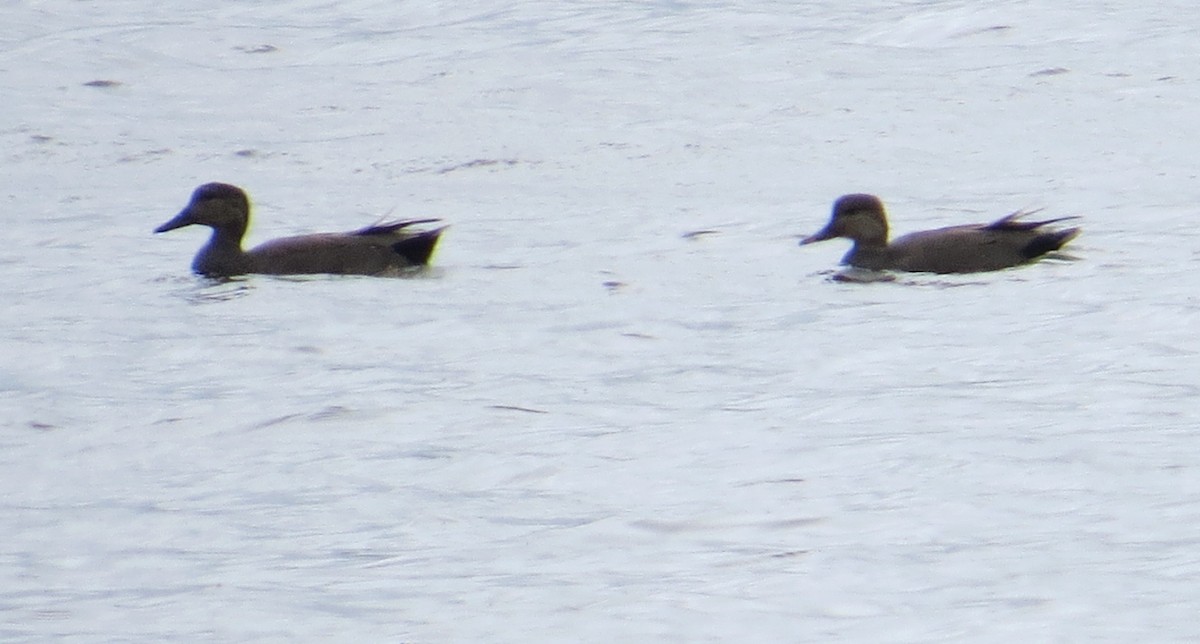 eBird Checklist 16 Apr 2023 Celery Bog Nature Area 62 species