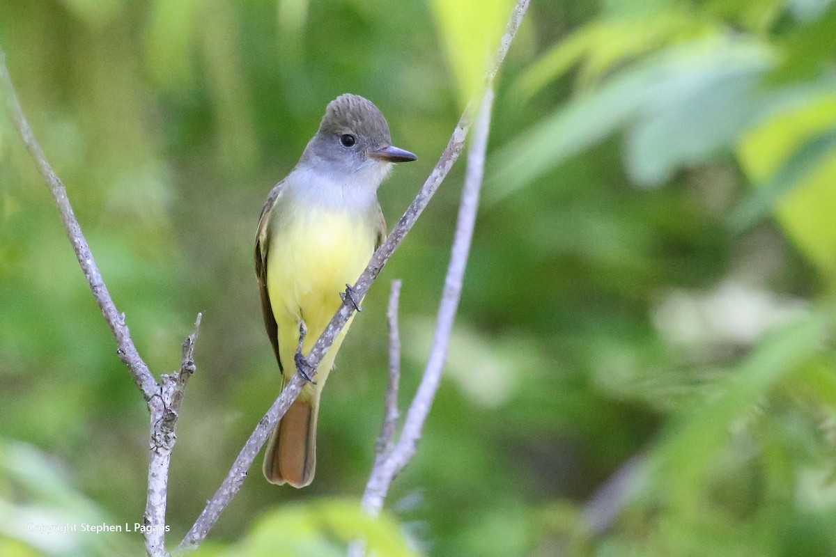 Great Crested Flycatcher - ML558840961