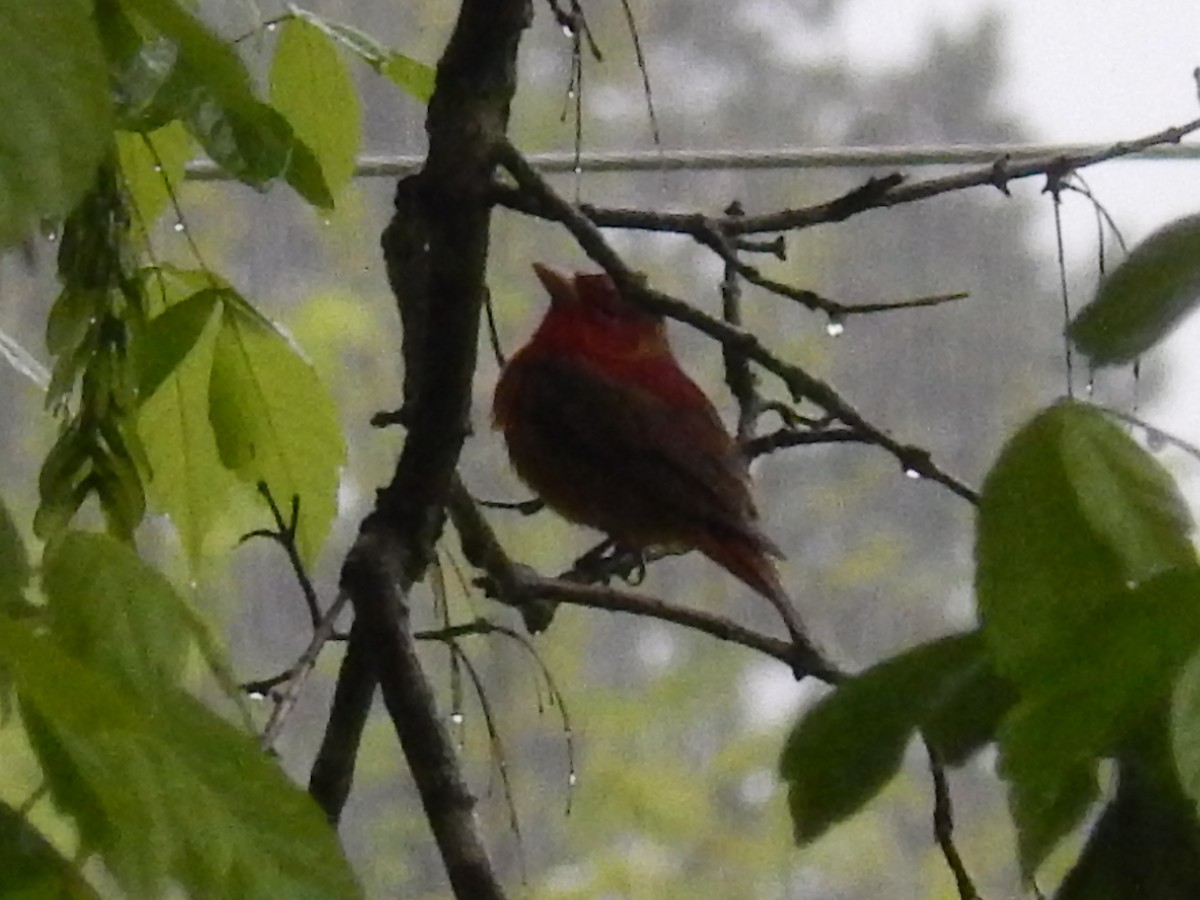 Scarlet Tanager - ML55884311