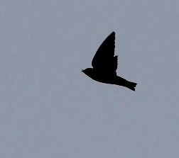Northern Rough-winged Swallow - ML558850561
