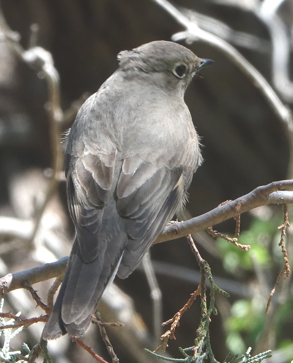Townsend's Solitaire - ML558855841