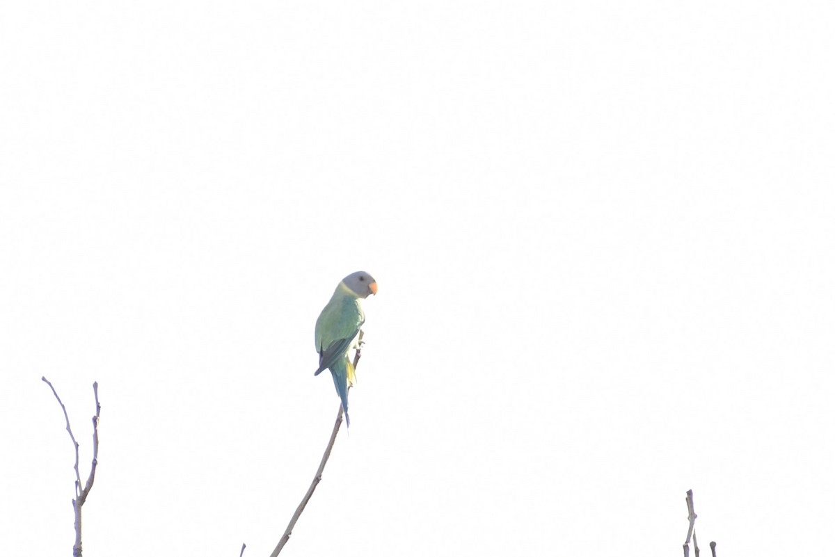 Plum-headed Parakeet - ML558860121