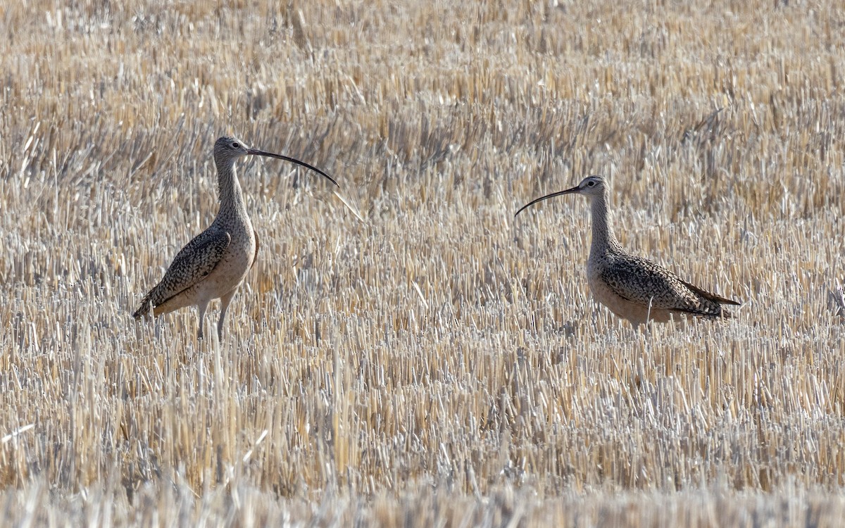 Long-billed Curlew - ML558861831
