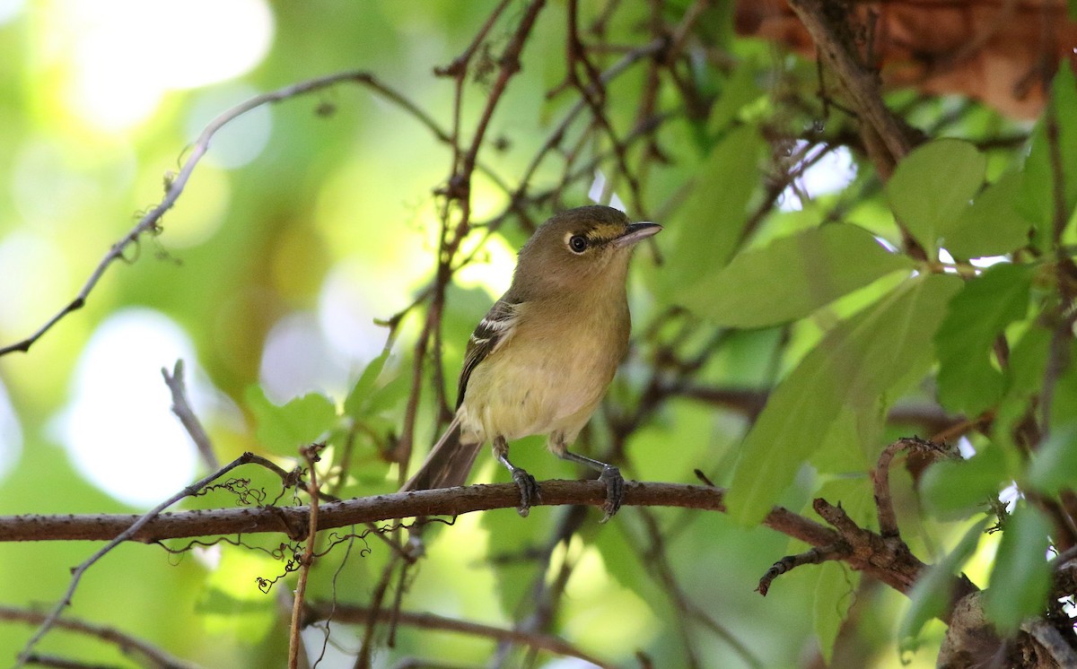 Thick-billed Vireo - ML55886231