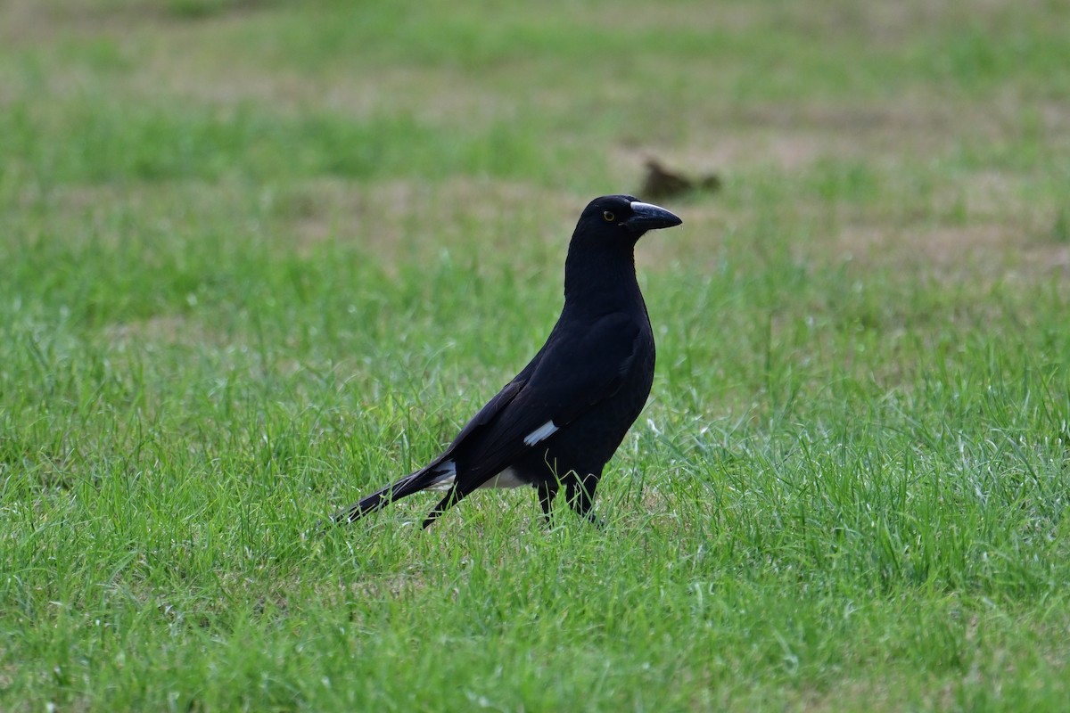 Pied Currawong - ML558863051