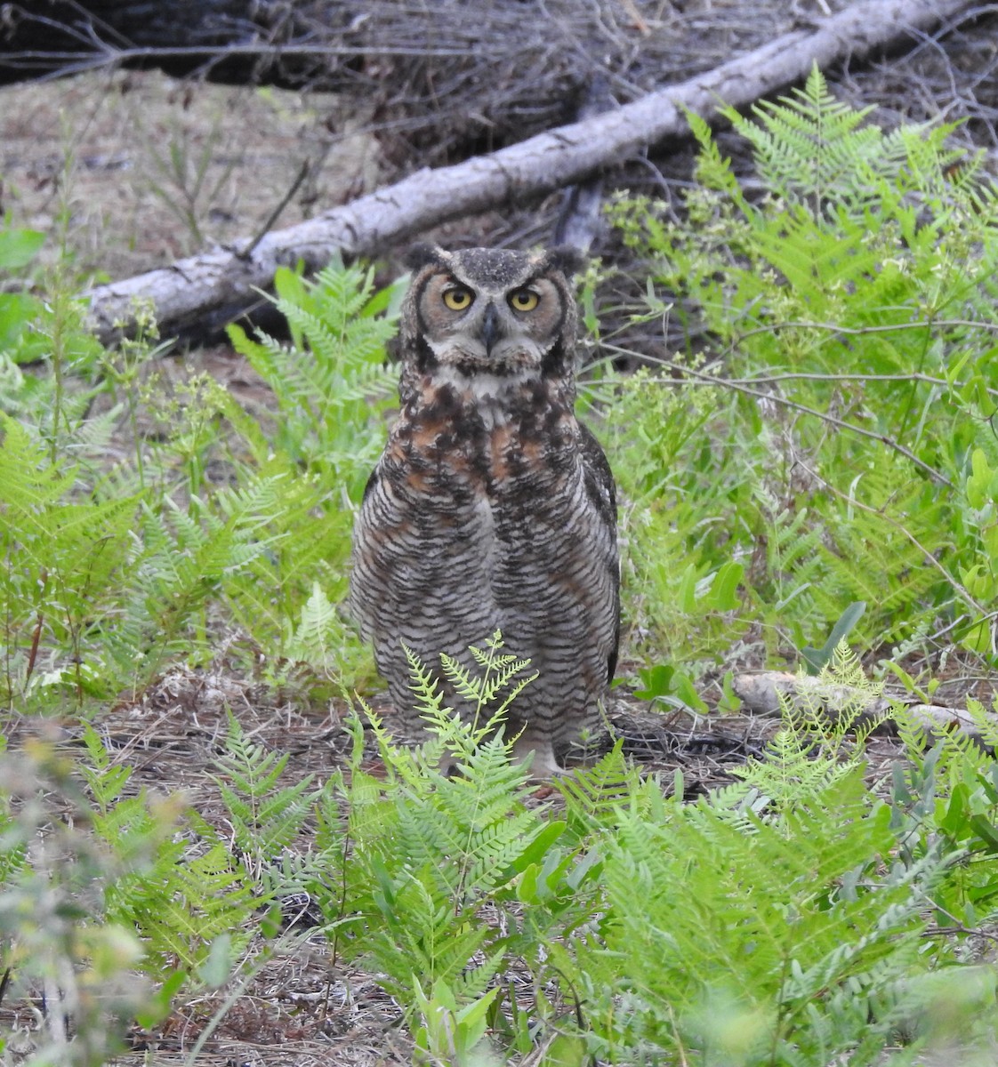 Great Horned Owl - ML558869311