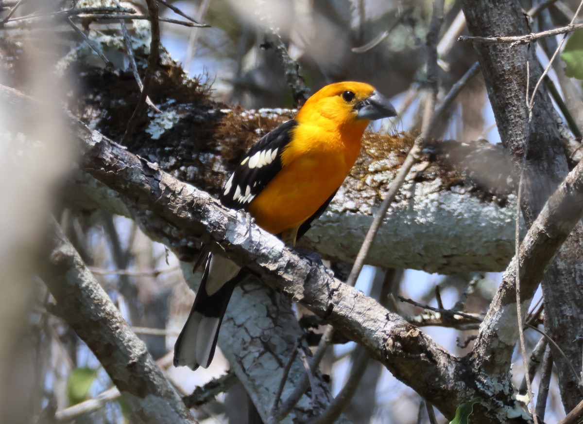 Cardinal jaune (aurantiacus) - ML558869531