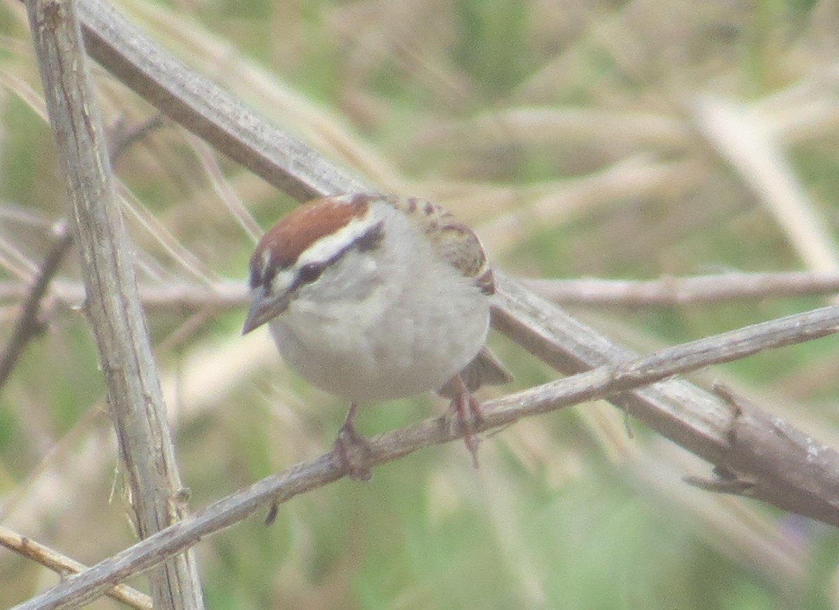 Chipping Sparrow - ML558869661