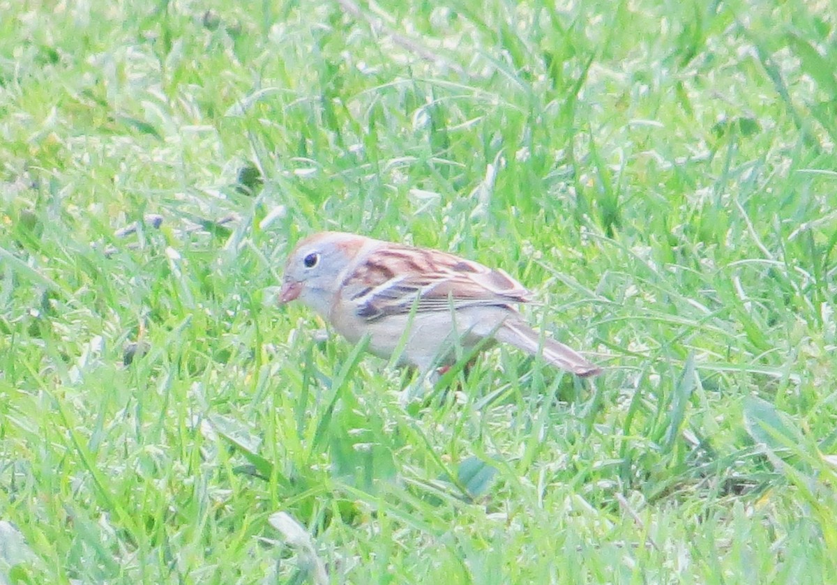 Field Sparrow - ML558869991