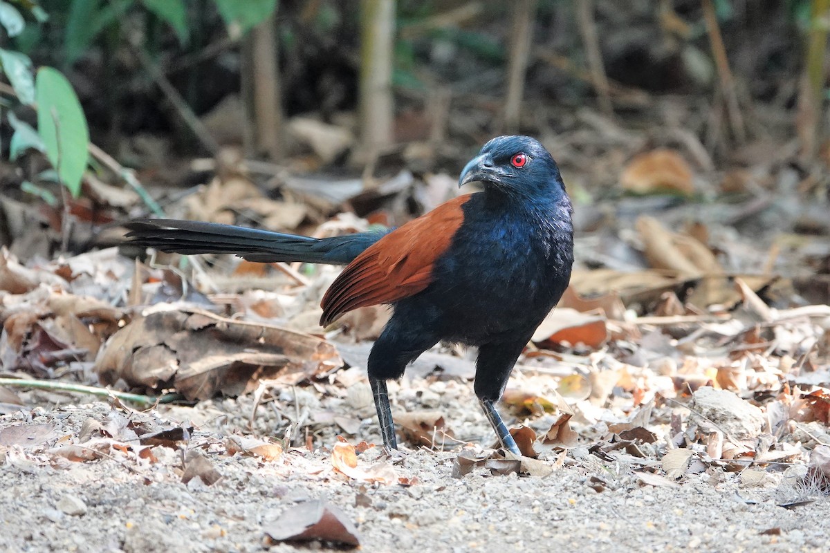 Greater Coucal - ML558871131