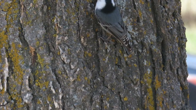 White-breasted Nuthatch (Interior West) - ML558872931