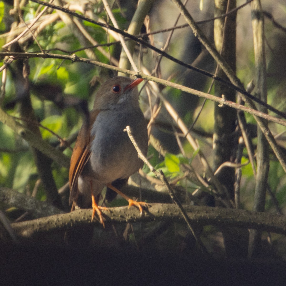 Orange-billed Nightingale-Thrush (Brown-headed) - ML558874731