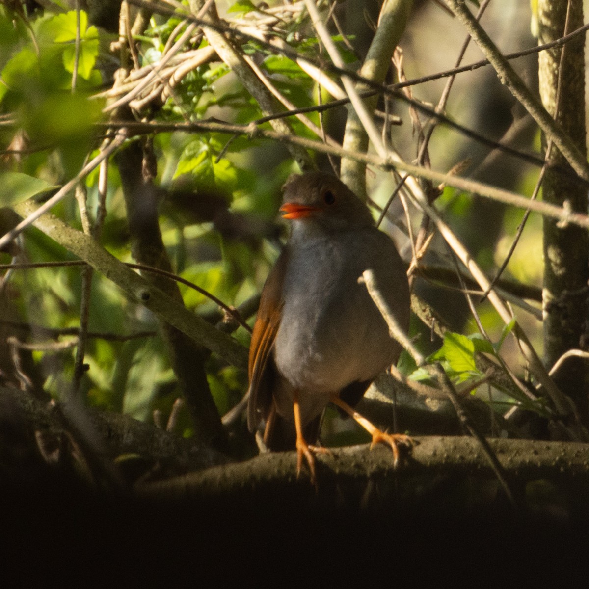 Orange-billed Nightingale-Thrush (Brown-headed) - ML558874741