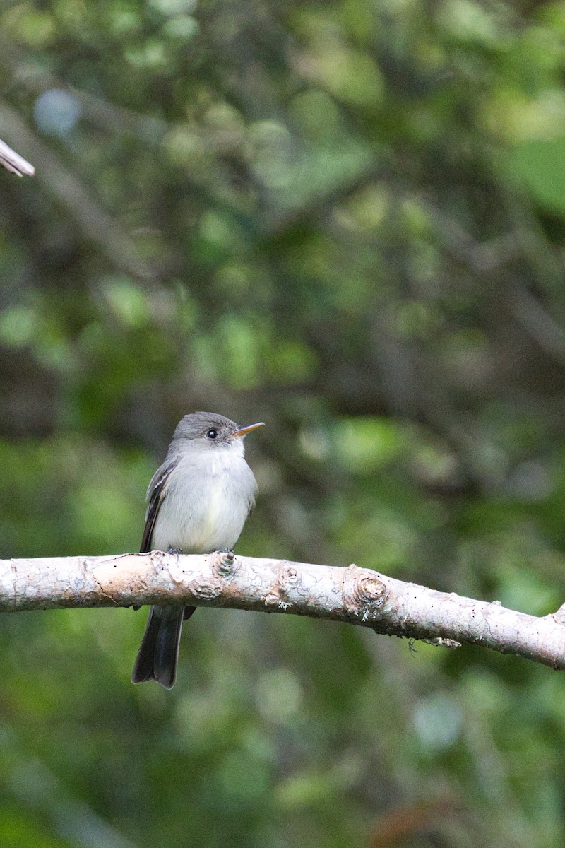 EBird Checklist 16 Apr 2023 Dauphin Island Shell Mound Park 40 Species