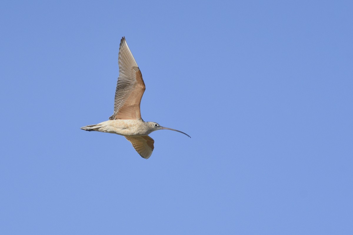 Long-billed Curlew - ML558881241