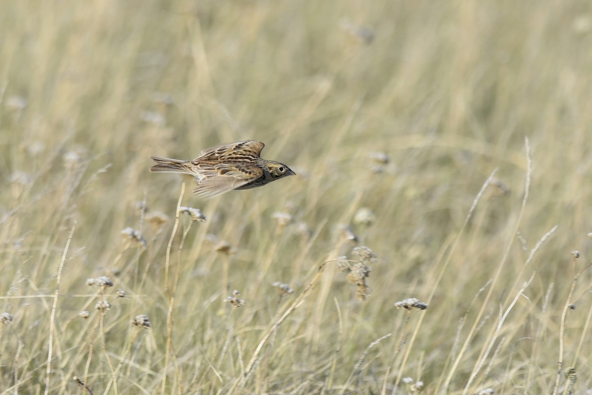 Baird's Sparrow - Daniel Irons