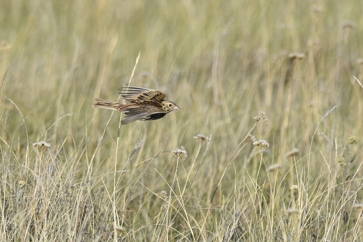 Baird's Sparrow - ML558882301