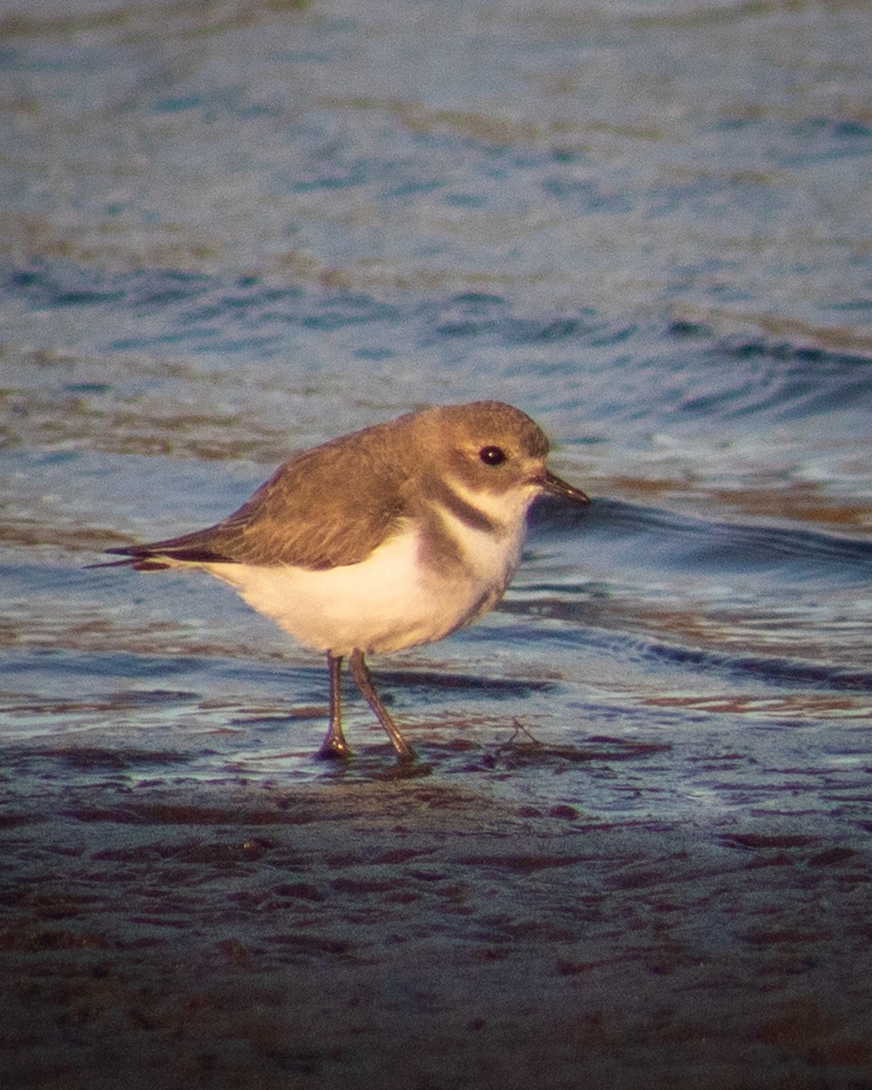 Two-banded Plover - ML558883921