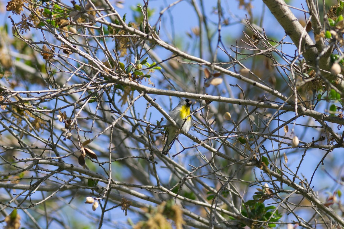 Lawrence's Goldfinch - ML558887181