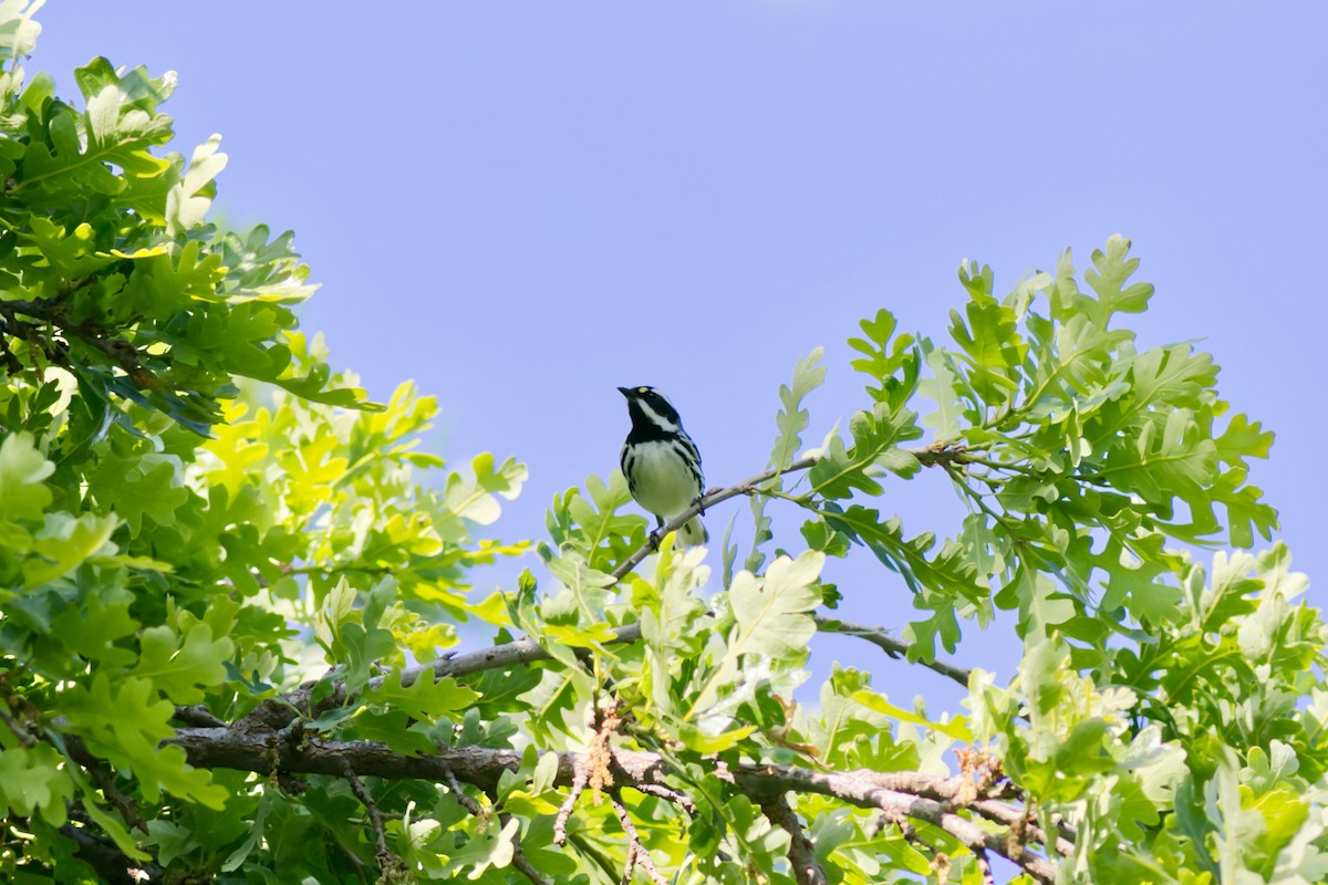 Black-throated Gray Warbler - ML558887291